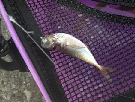 朝からジグサビキ